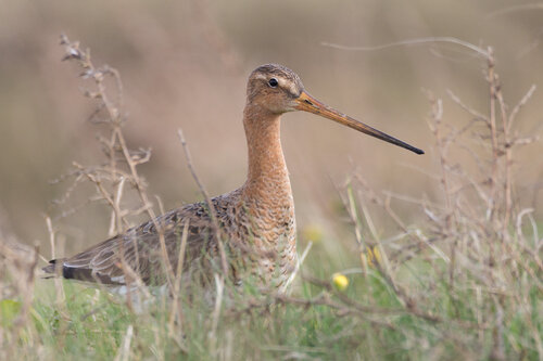 Schwindende Eleganz di Frederic Bauer, Fotografia in vendita su Singulart