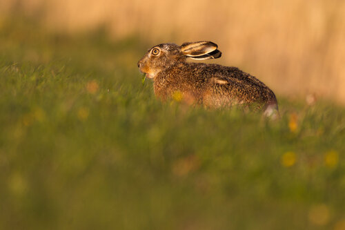 Heute gibts Löwenzahn di Frederic Bauer, Fotografia in vendita su Singulart