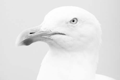 Möwenportrait (Limited Edition) di Frederic Bauer, Fotografia in vendita su Singulart