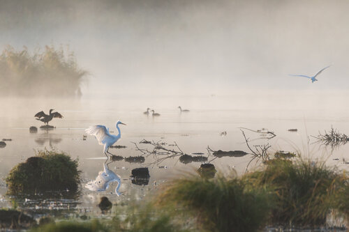 Im Morgennebel di Frederic Bauer, Fotografia in vendita su Singulart