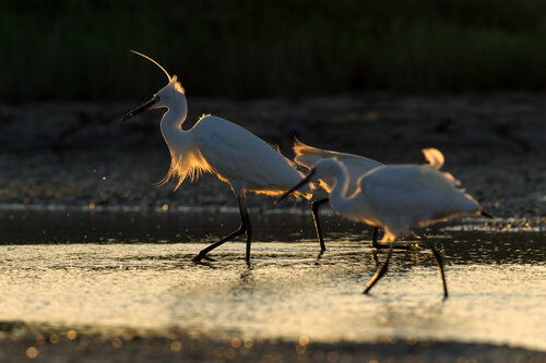 Im Licht der Camargue (Limited Edition) von Frederic Bauer, Fotografie kaufen auf Singulart