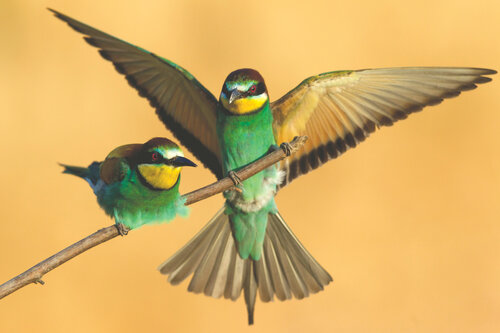 Komm´  kuscheln (Limited Edition) von Frederic Bauer, Fotografie kaufen auf Singulart