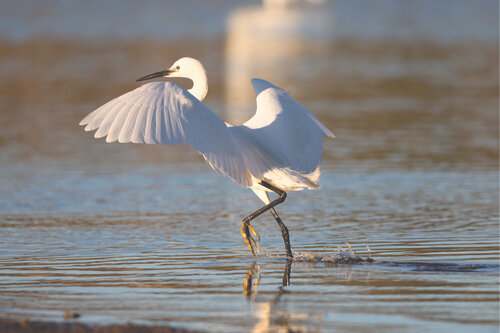 Seidentanz am Abend (Limited Edition) Frederic Bauer