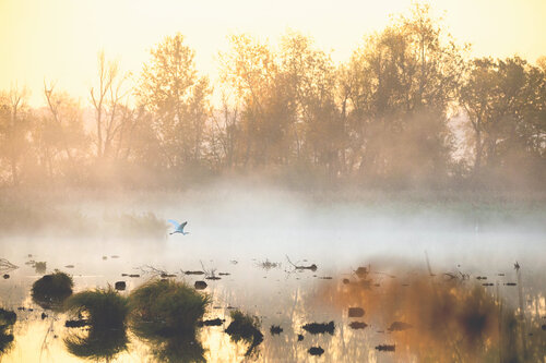 Im Moor (Limited Edition) von Frederic Bauer, Fotografie kaufen auf Singulart