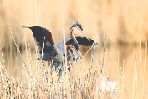 Umschlungen von Frederic Bauer, Fotografie kaufen auf Singulart