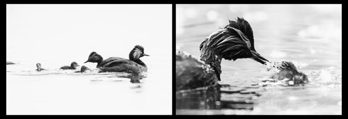 Neues Leben de Frederic Bauer, Fotografía a la venta en Singulart