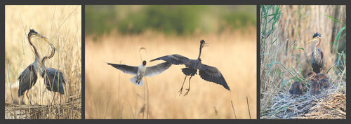 Das Leben der Purpurreiher von Frederic Bauer, Fotografie kaufen auf Singulart