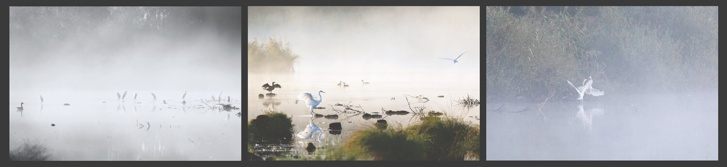 Silberreiher im Nebel Frederic Bauer