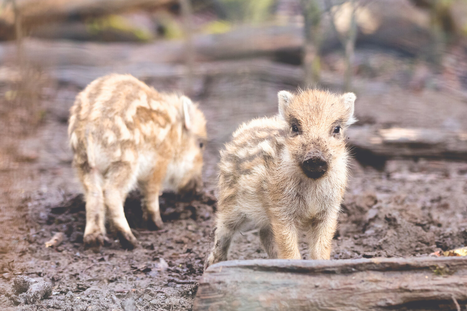 Geschwister (Limited Edition) Frederic Bauer
