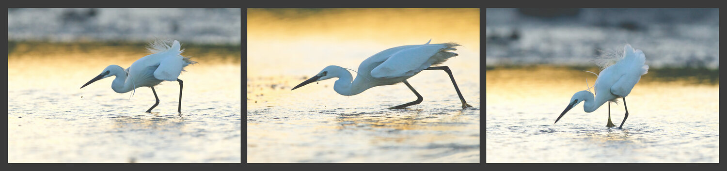 Seidenreiher in der Camargue Frederic Bauer