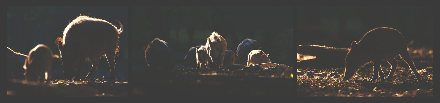 Wildschweine im Abendlicht Frederic Bauer