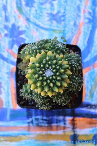 Arte e Natura von Romina Petrini, Fotografie kaufen auf Singulart