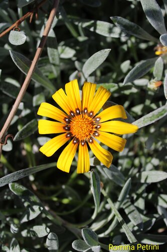 La gioia di vivere de Romina Petrini, Fotografía a la venta en Singulart