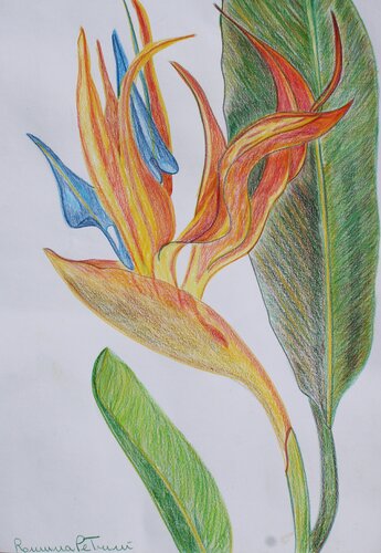 Fedeltà, Amore e Premura van Romina Petrini, Tekening te koop op Singulart