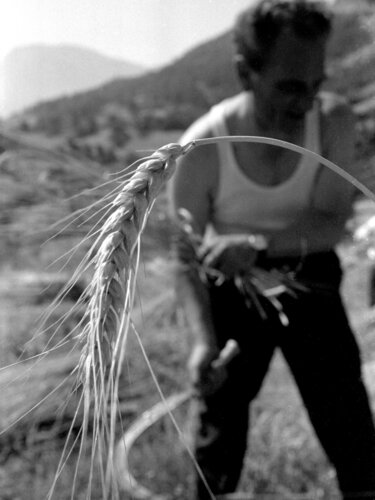 La spiga di grano van Giuseppe Persia, Fotografie te koop op Singulart