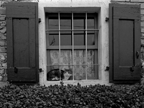 Il gatto de Giuseppe Persia, Fotografía a la venta en Singulart