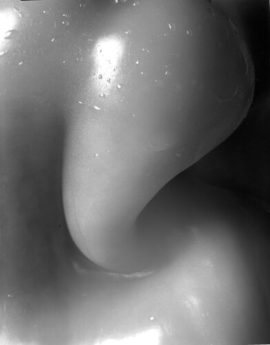 PEPPER 1249 von Giuseppe Persia, Fotografie kaufen auf Singulart