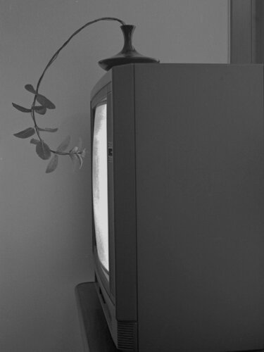 La piantina curiosa by Giuseppe Persia, Photography for Sale on Singulart