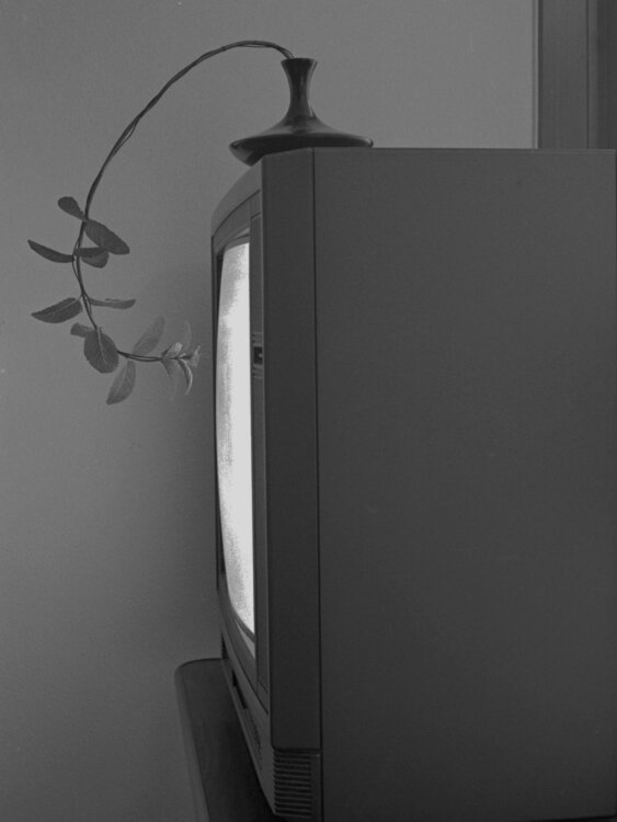 La piantina curiosa Giuseppe Persia