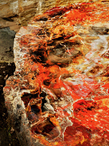 Fossilized tree trunk from the petrified forest of Arizona, USA van Fernando Grilli, Fotografie te koop op Singulart