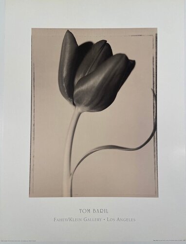 Tom Baril Art for Sale on SINGULART