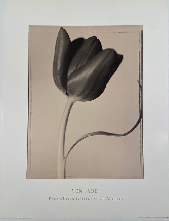 Tulip by Tom Baril for Fahey Klein Gallery Tom Baril