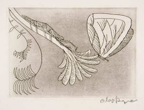 Untitled (Butterfly & Insect) von Charles Blackman, Druck kaufen auf Singulart