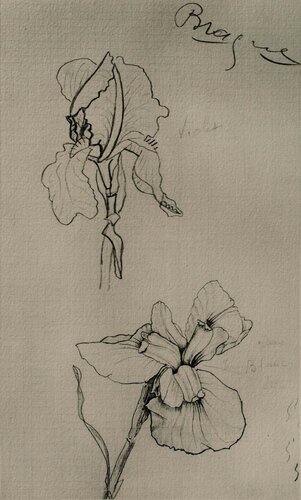 Les Iris by Georges Braque, 인쇄 for Sale on Singulart