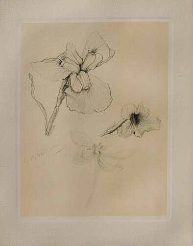 L'Iris by Georges Braque, Print for Sale on Singulart