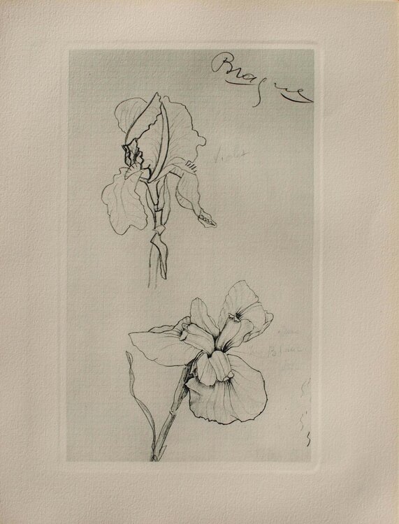 Les Iris Georges Braque