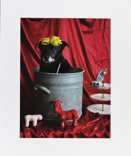 La Belle dü Topf - Ernie, Portraits of a Studiodog by Thorsten Brinkmann, Photography for Sale on Singulart