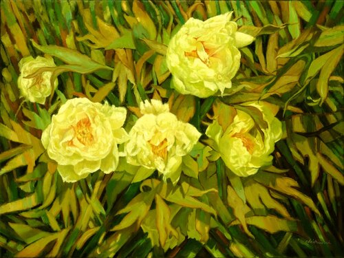 Mainau garden 3. - Peonia lactiflora Richard Mierniczak