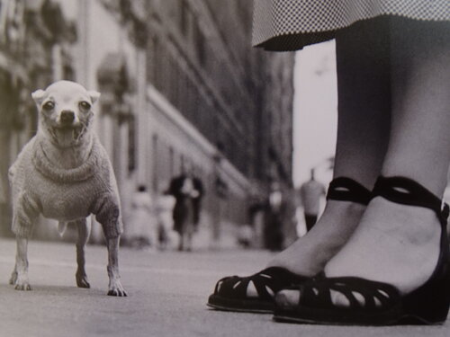 Elliott Erwittの作品をSINGULARTで販売中