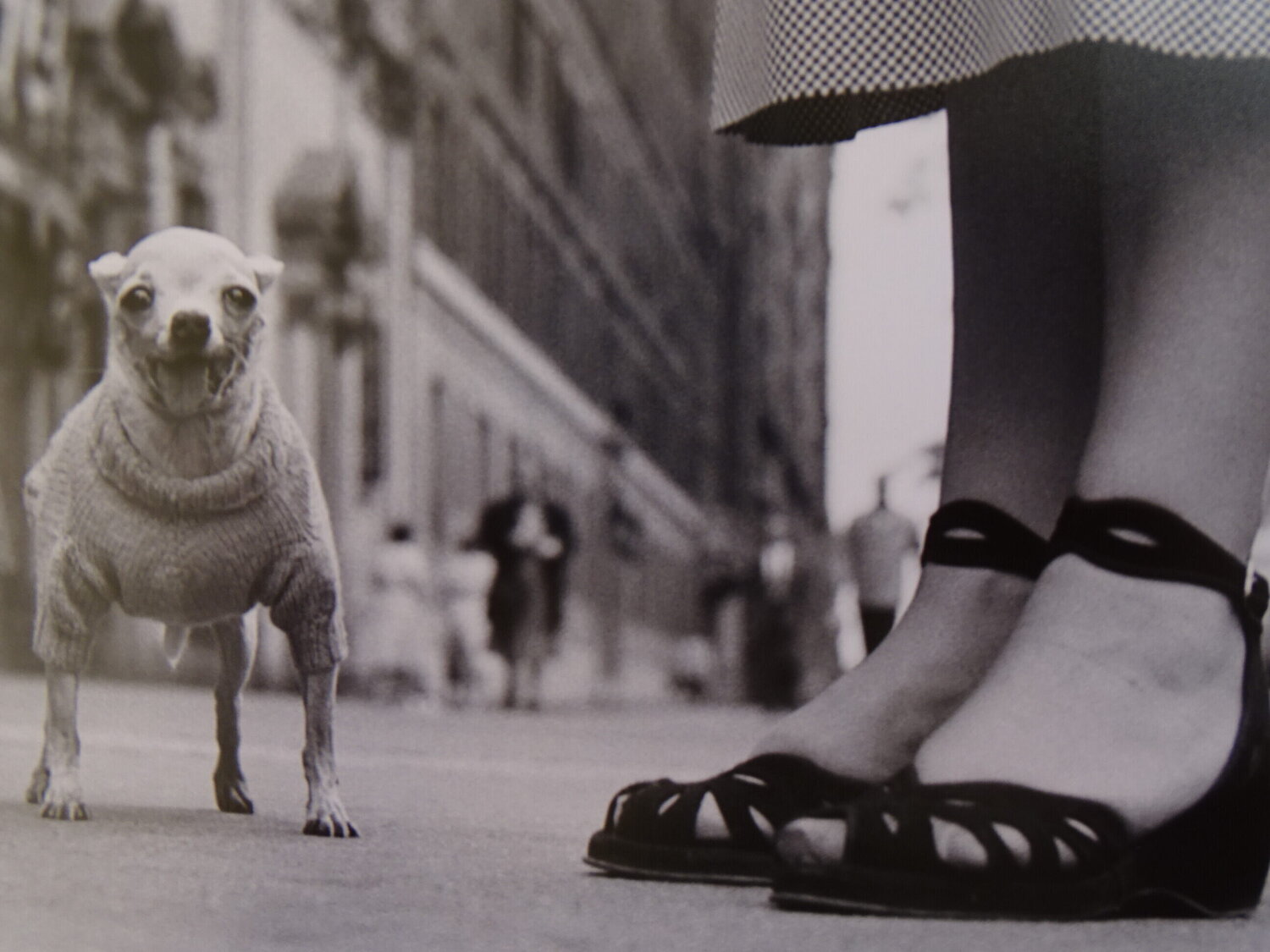Elliott Erwitt UNSEEN サイン入り Elliott Erwitt UNSEEN サイン入り - メルカリ