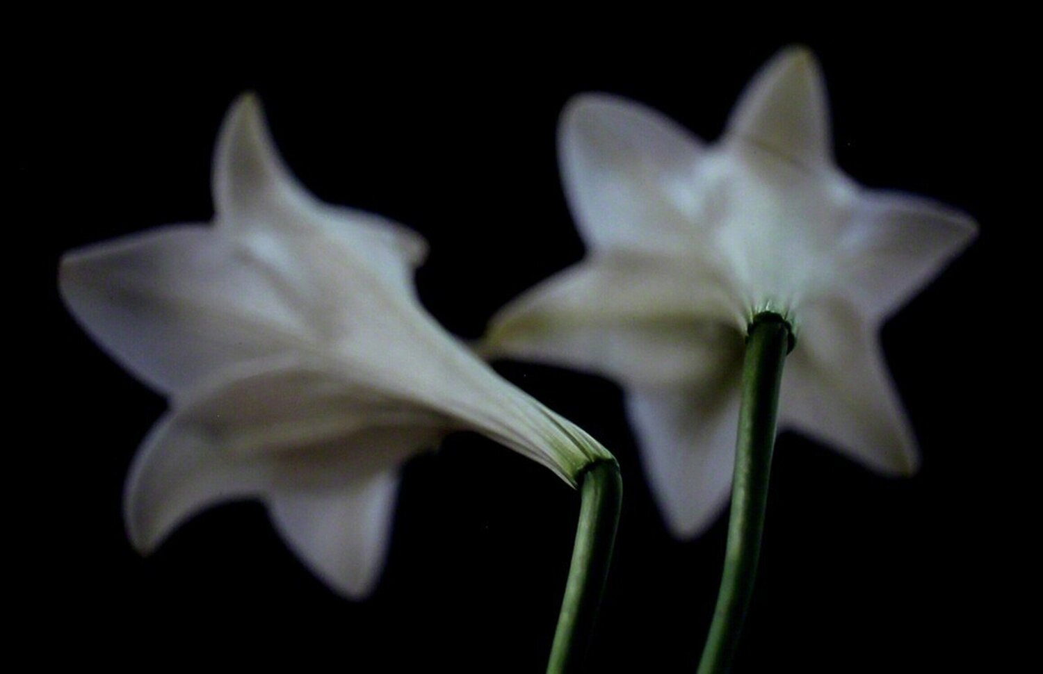 Lilien (Lillies | Flowers) Thomas Florschuetz Photographie à vendre