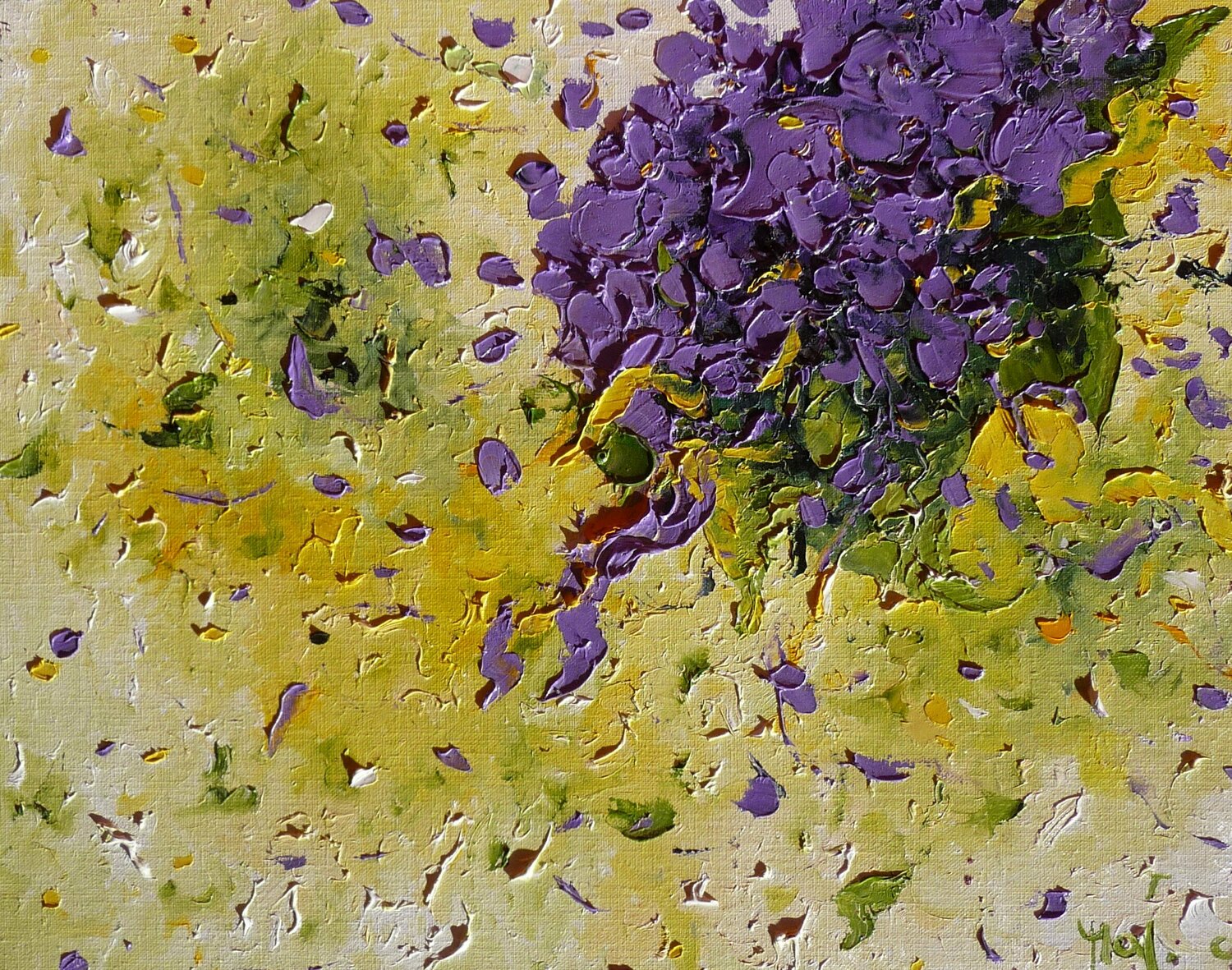 Petite hortensia Moyo