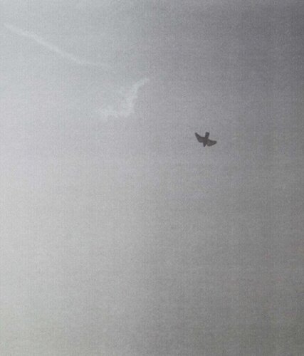 Untitled (Bird) by Felix Gonzalez-Torres, Print for Sale on Singulart