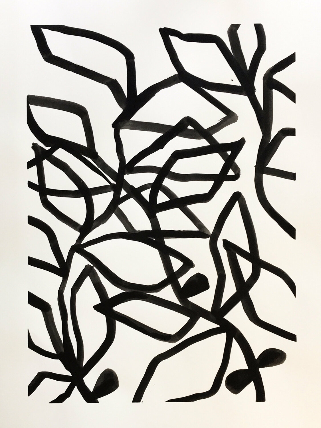 Leaf Structure Michela Sorrentino