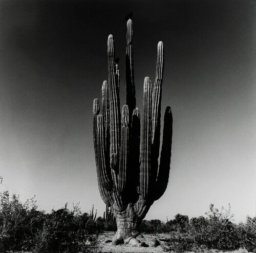 Sahuaro, Desierto de Sonora, Mexico, 1979 von Graciela Iturbide, Fotografie kaufen auf Singulart