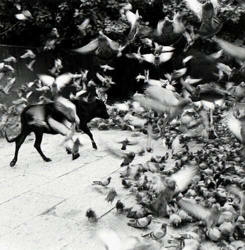 Jaipur, India 1998 von Graciela Iturbide, Fotografie kaufen auf Singulart