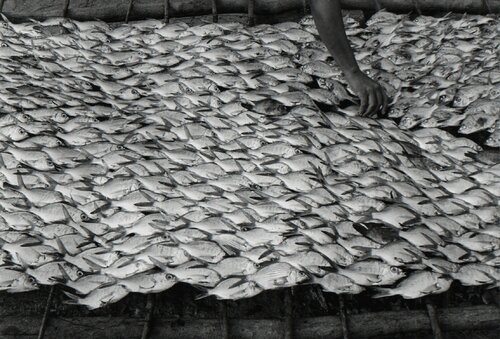 Pescaditos de Oaxaca von Graciela Iturbide, Fotografie kaufen auf Singulart