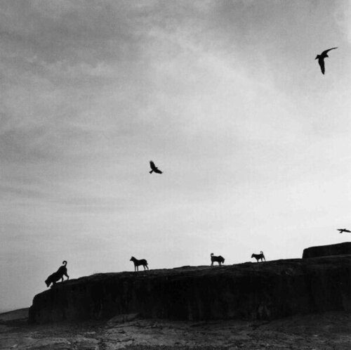 Perros Perdidos Rajasthan, India von Graciela Iturbide, Fotografie kaufen auf Singulart