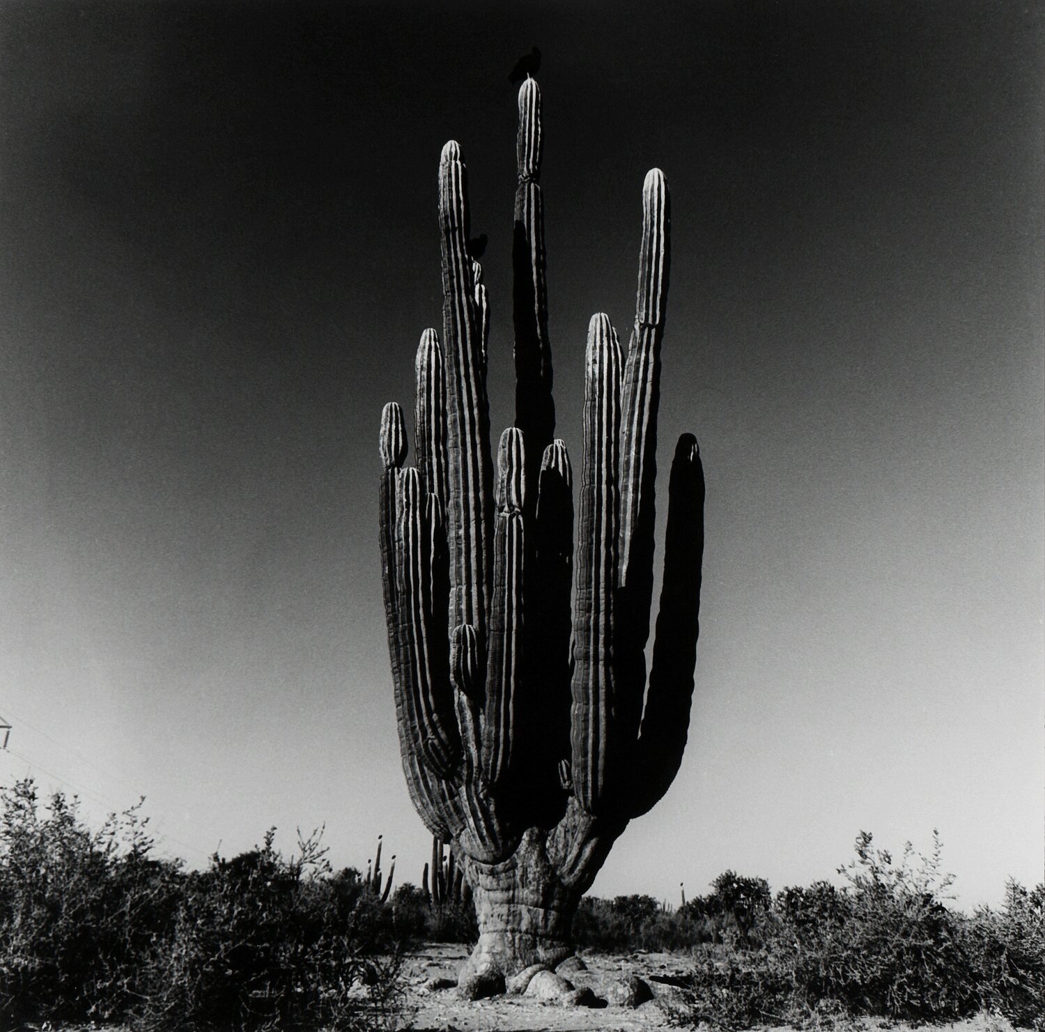Sahuaro, Desierto de Sonora, Mexico, 1979 Graciela Iturbide Fotografie zu verkaufen