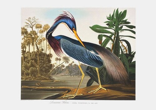 Louisiana Heron by John James Audubon, Print for Sale on Singulart