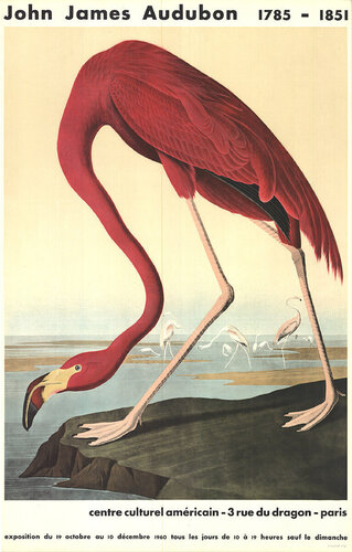 American Flamingo by John James Audubon, Print for Sale on Singulart