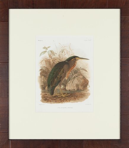 Green Heron di John James Audubon, Stampa in vendita su Singulart