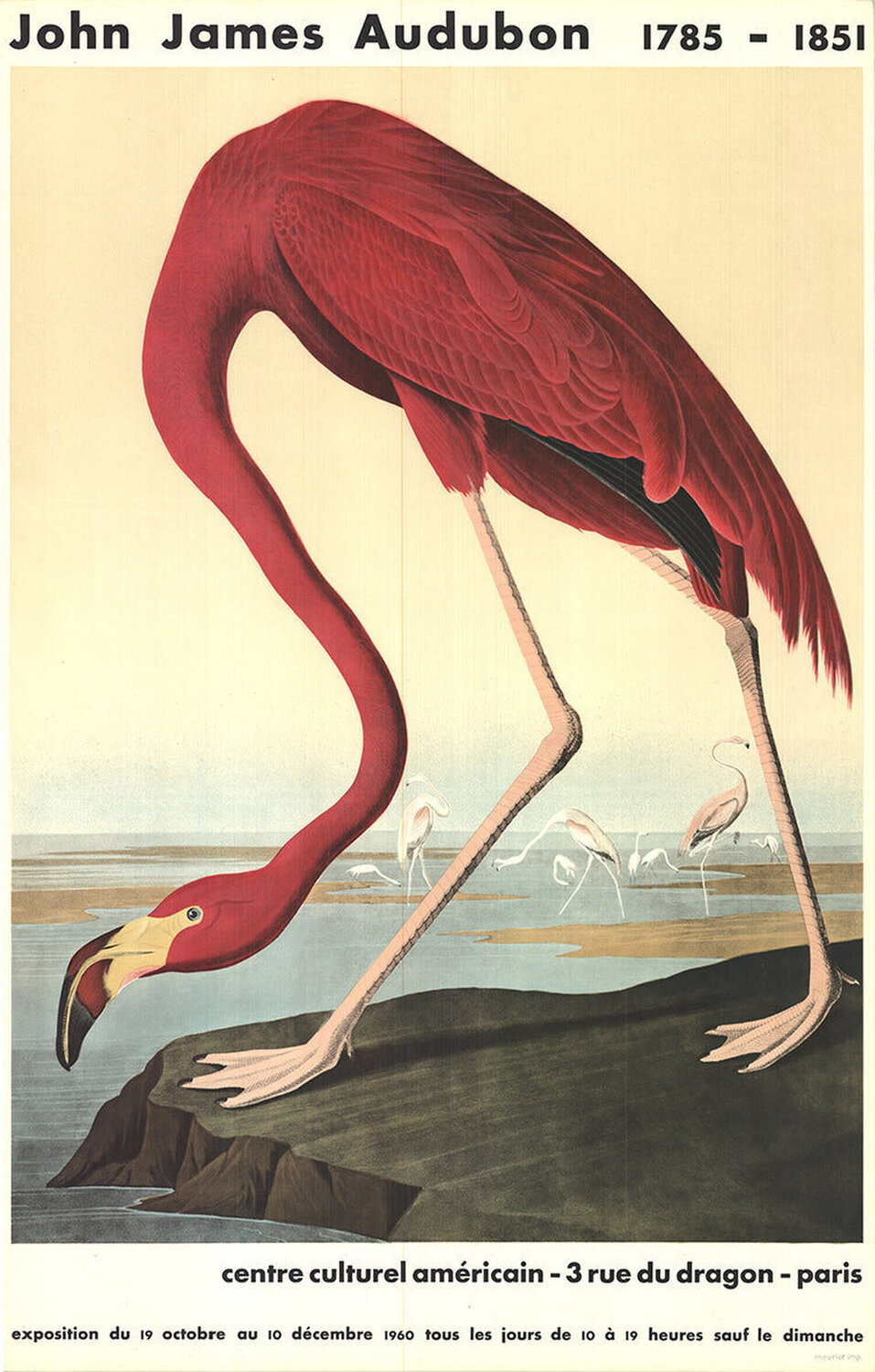 American Flamingo John James Audubon Stampa in vendita