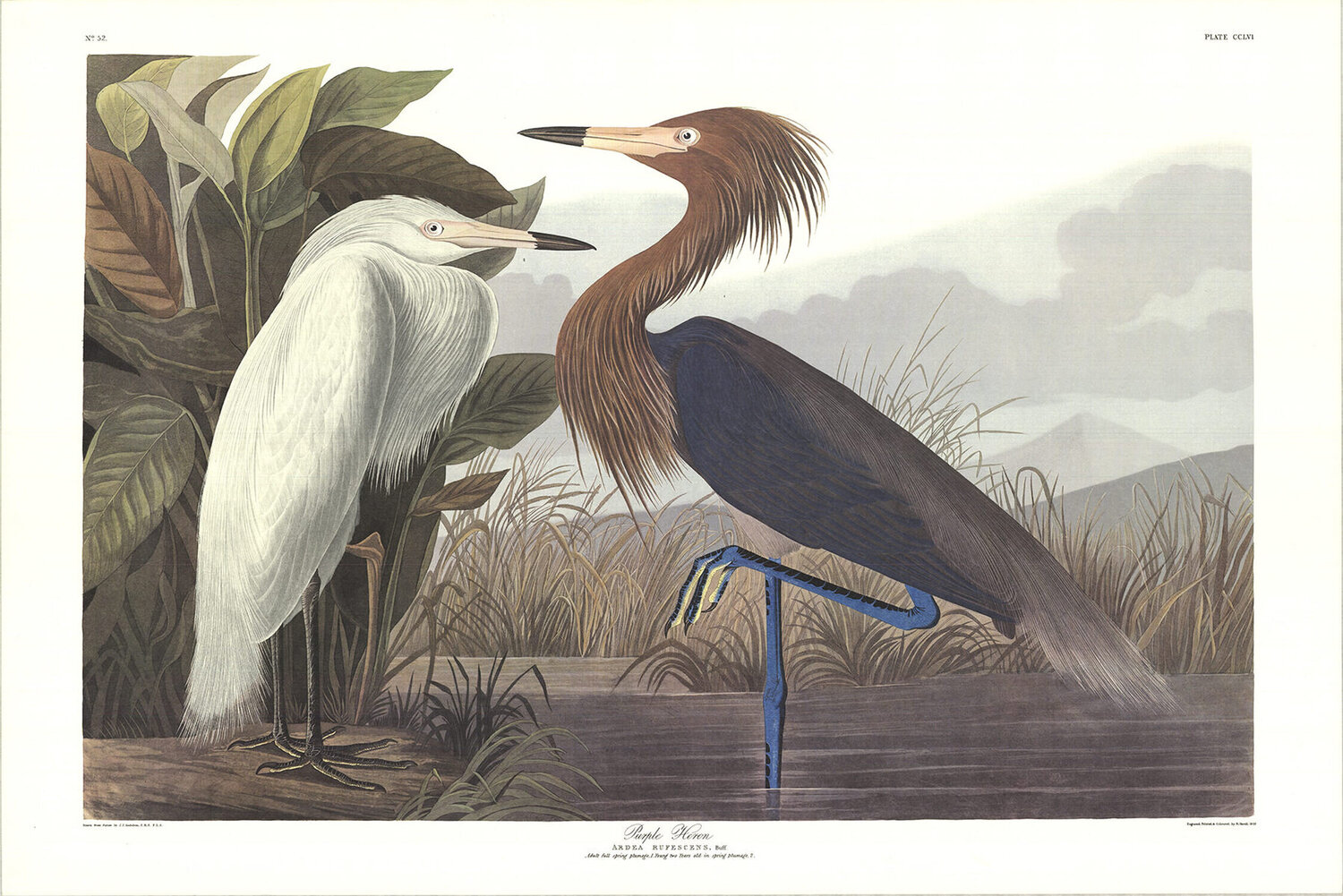 Purple Heron John James Audubon Stampa in vendita