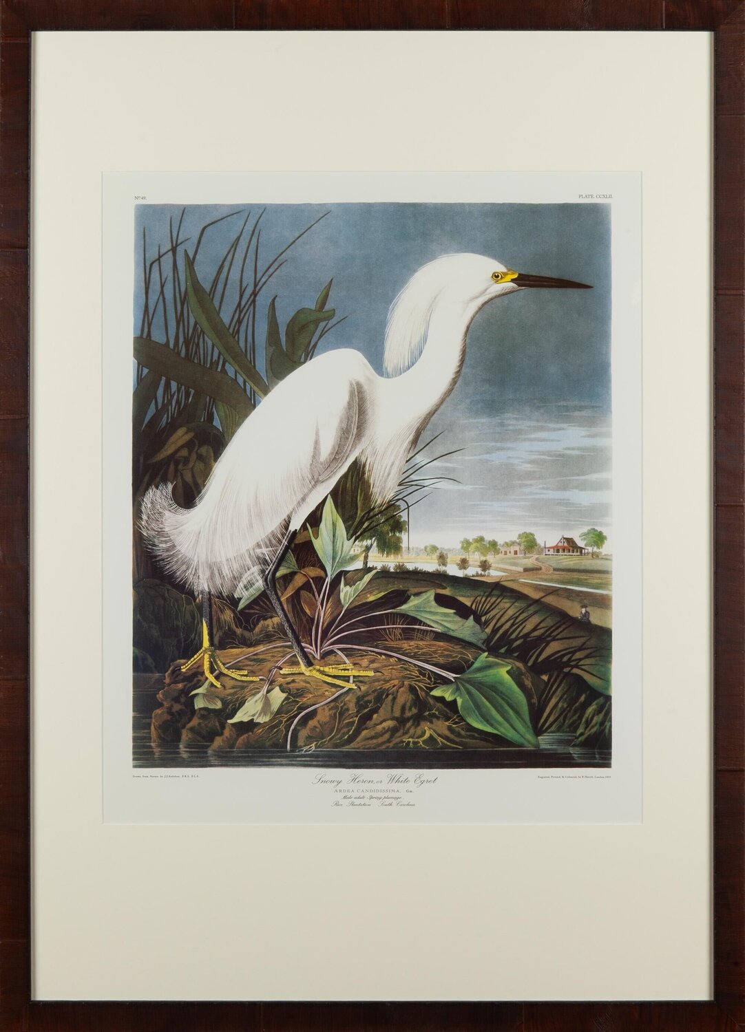 White Egret John James Audubon Afdruk te koop