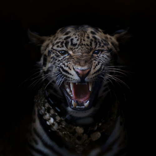 Leo 1 van Corinna Holthusen, Fotografie te koop op Singulart